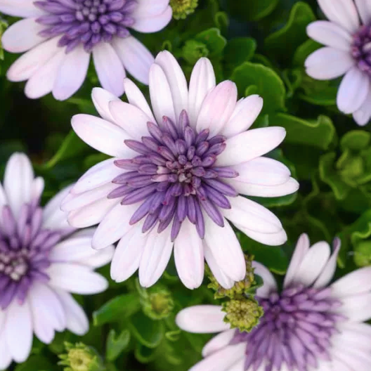 Violet Ice African Daisy