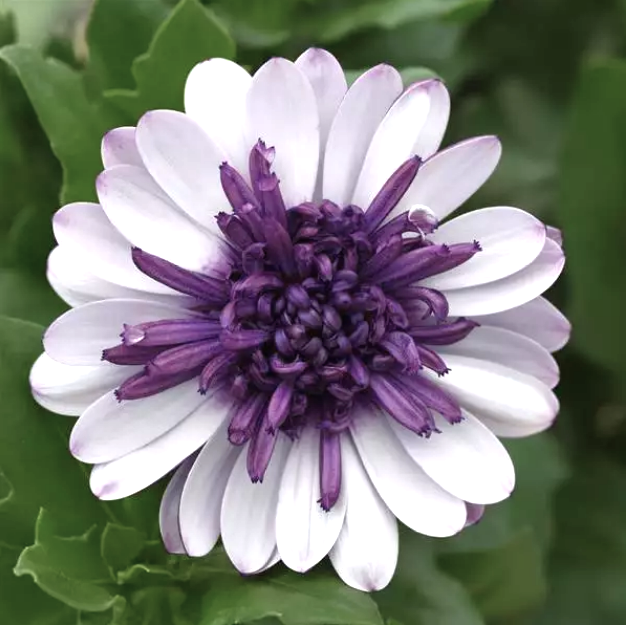 Violet Ice African Daisy