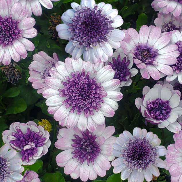 Violet Ice African Daisy