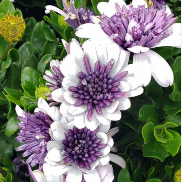 Violet Ice African Daisy