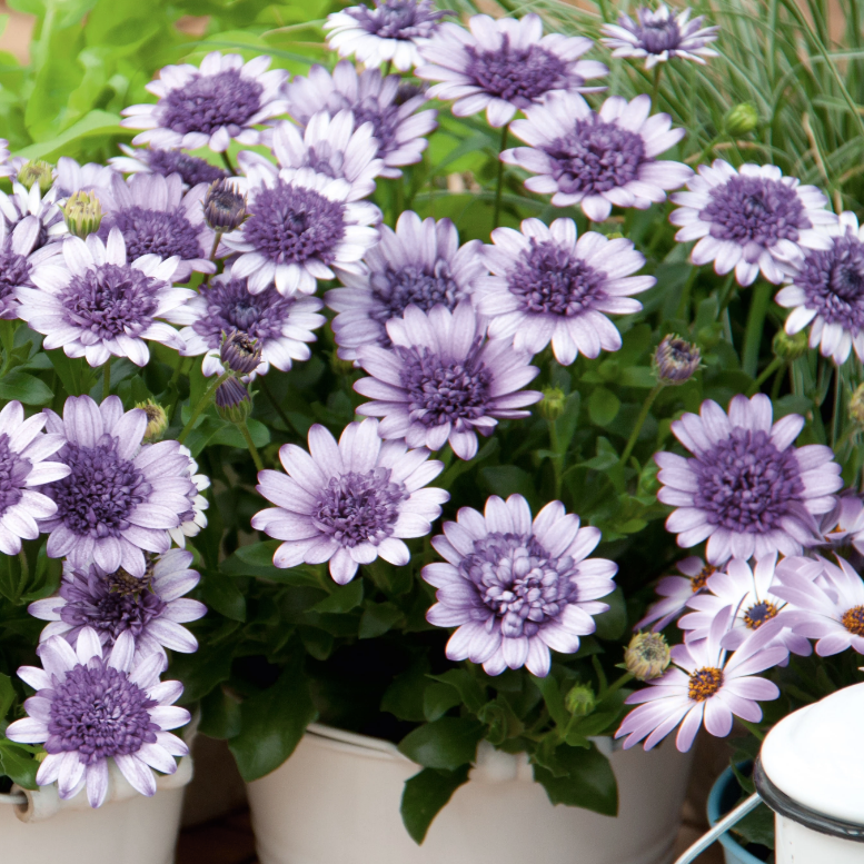 Violet Ice African Daisy