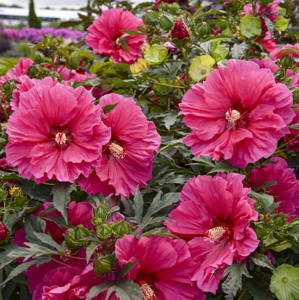 Watermelon Ruffles Hardy Hibiscus