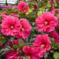 Watermelon Ruffles Hardy Hibiscus