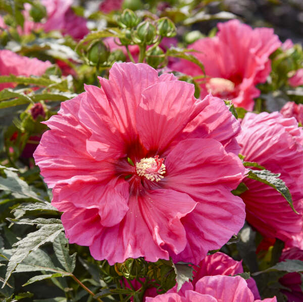 Watermelon Ruffles Hardy Hibiscus