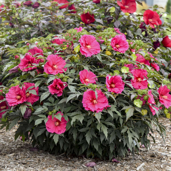Watermelon Ruffles Hardy Hibiscus