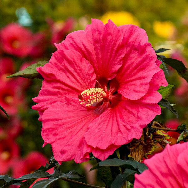 Watermelon Ruffles Hardy Hibiscus