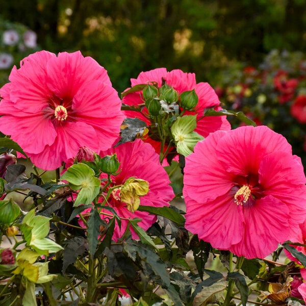 Watermelon Ruffles Hardy Hibiscus