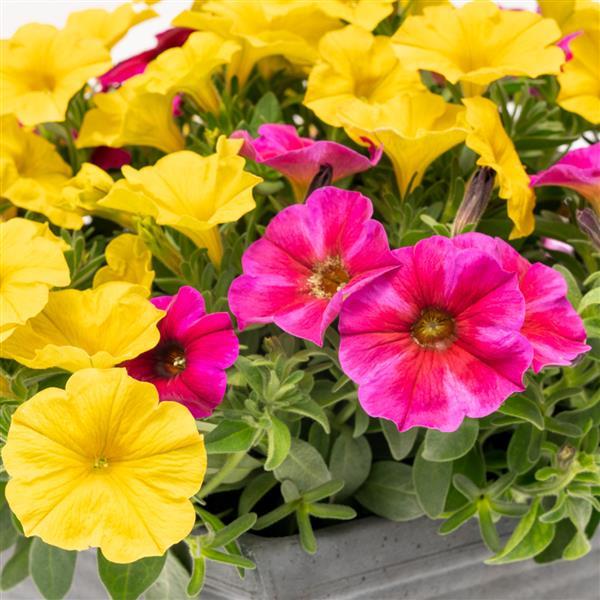 Coral Star SuperCal® Premium Petunia