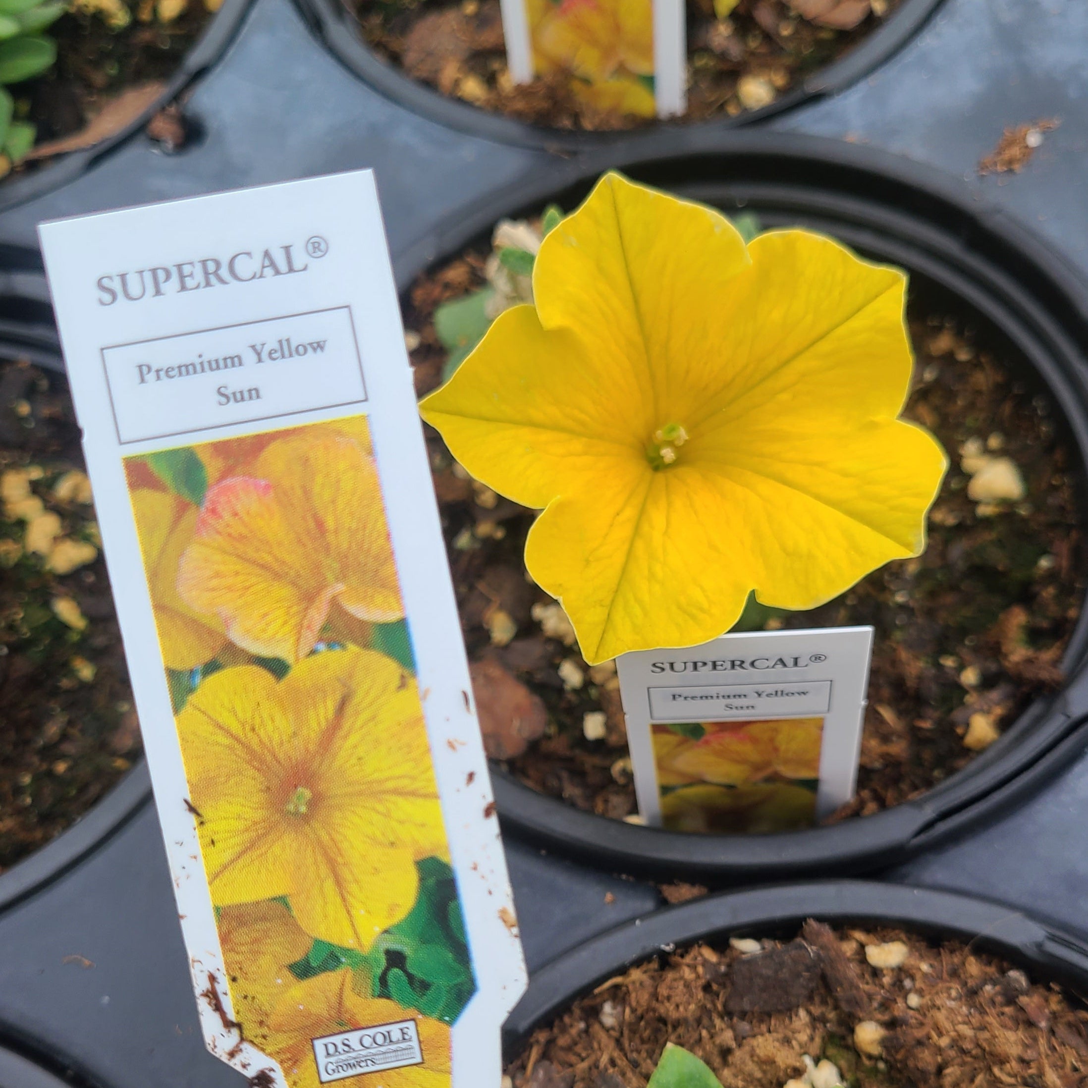 Yellow Sun SuperCal® Premium Petunia