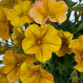 Yellow Sun SuperCal® Premium Petunia
