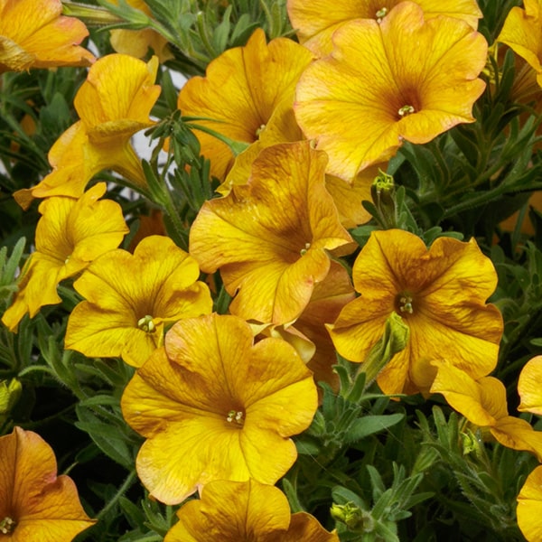 Yellow Sun SuperCal® Premium Petunia