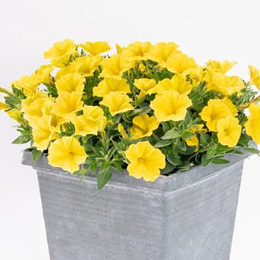 Yellow Sun SuperCal® Premium Petunia
