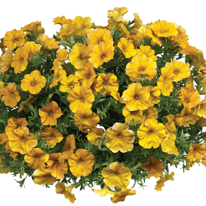 Yellow Sun SuperCal® Premium Petunia