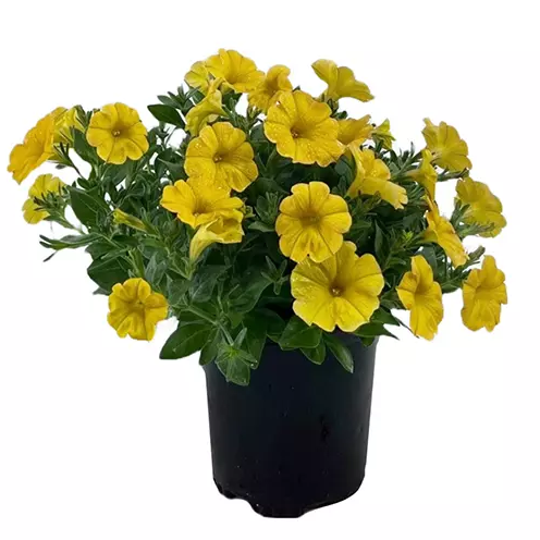 Yellow Sun SuperCal® Premium Petunia