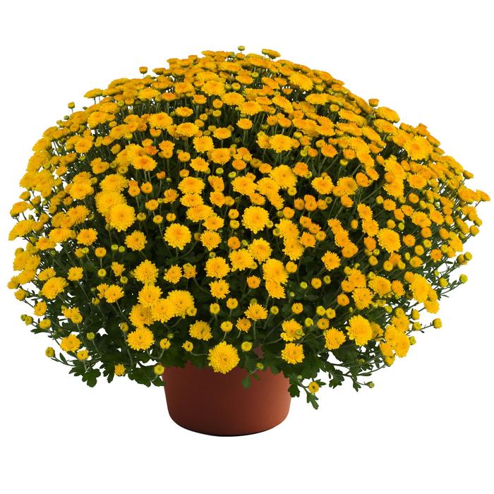 Monster Mums