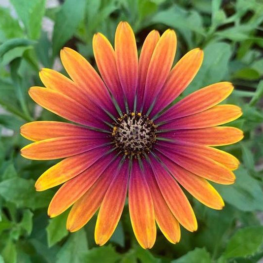 Zion Purple Sun African Daisy