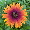Zion Purple Sun African Daisy