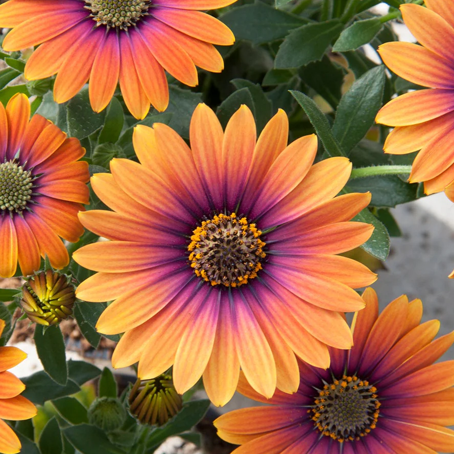 Zion Purple Sun African Daisy