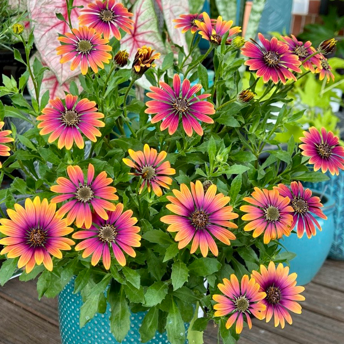 Zion Purple Sun African Daisy