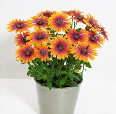 Zion Purple Sun African Daisy
