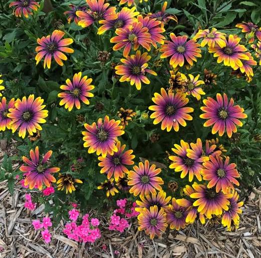 Zion Purple Sun African Daisy