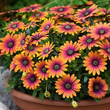 Zion Purple Sun African Daisy