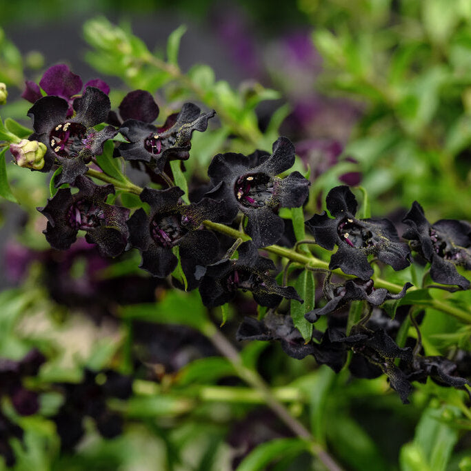 Black AngelFlare™ Angelonia