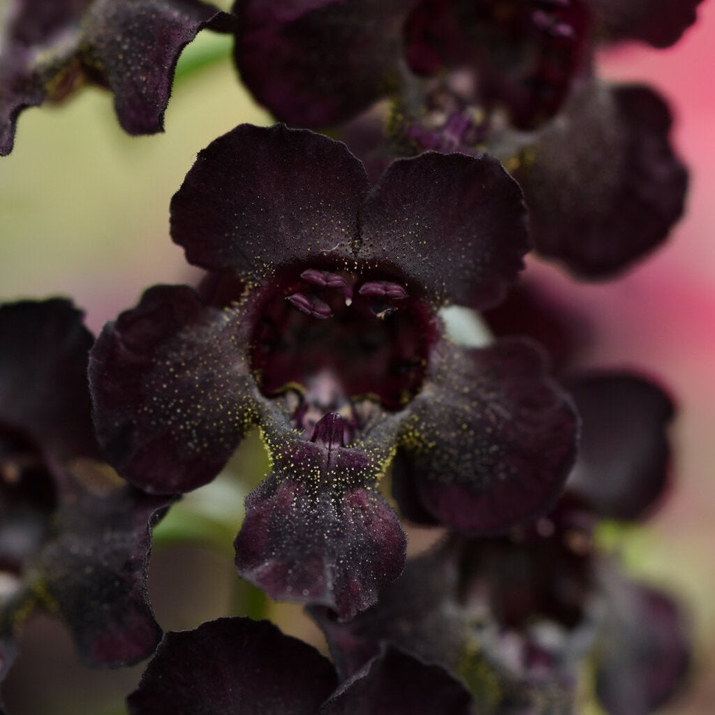 Black AngelFlare™ Angelonia