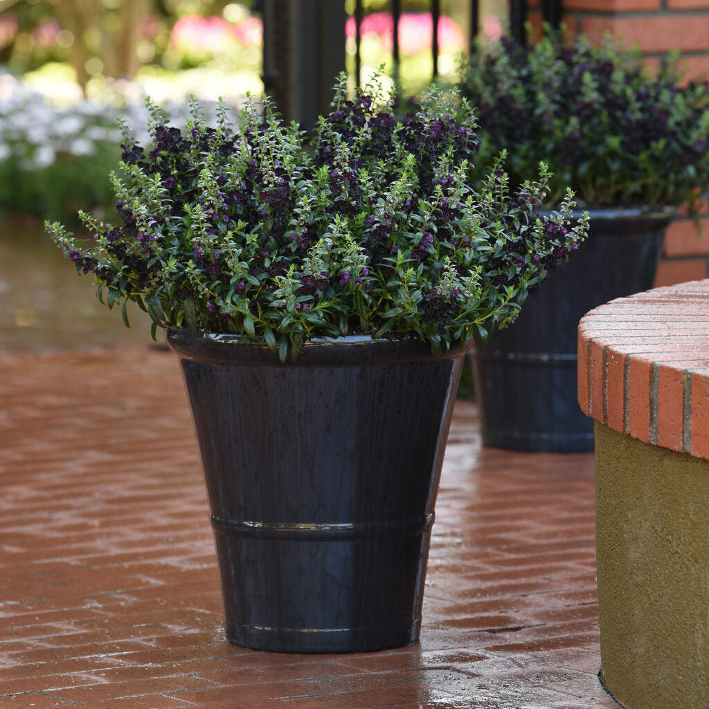 Black AngelFlare™ Angelonia