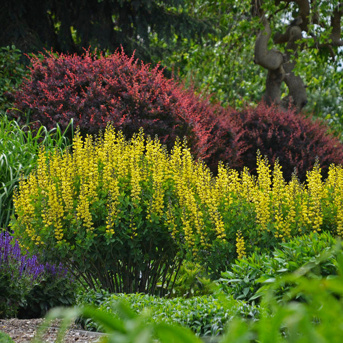 Decadence® Lemon Meringue Baptisia