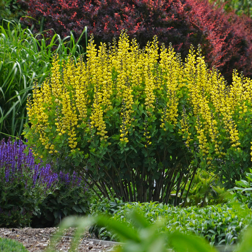 Decadence® Lemon Meringue Baptisia