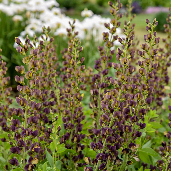 Decadence® Dark Chocolate Baptisia