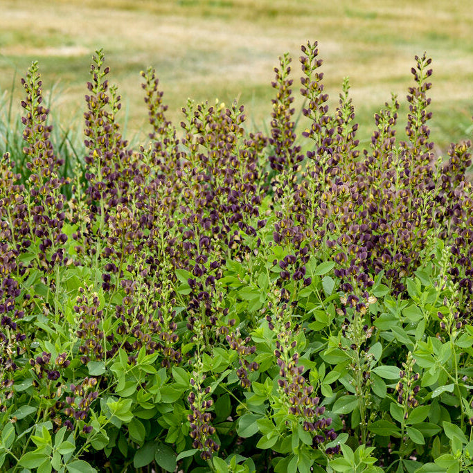 Decadence® Dark Chocolate Baptisia