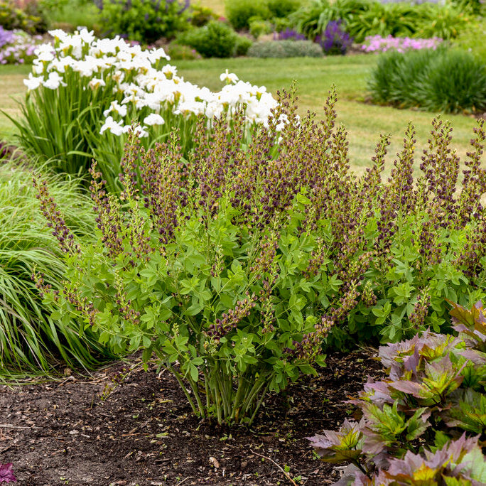 Decadence® Dark Chocolate Baptisia