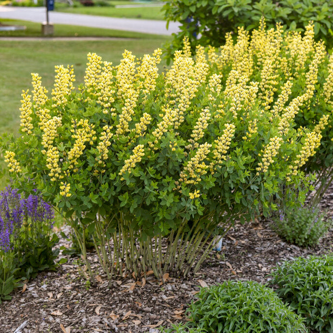 Decadence® Lemon Meringue Baptisia