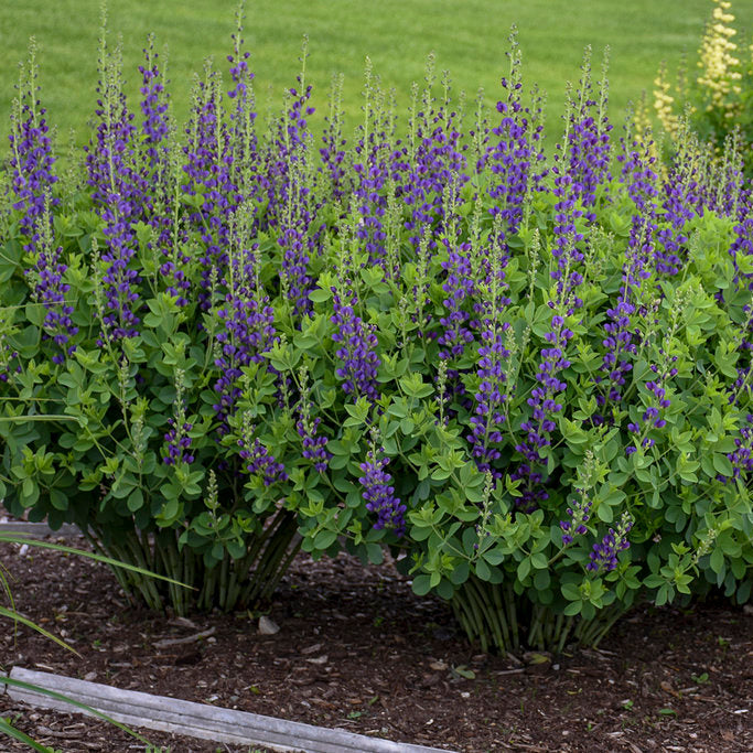 Decadence® Sparkling Sapphires Baptisia