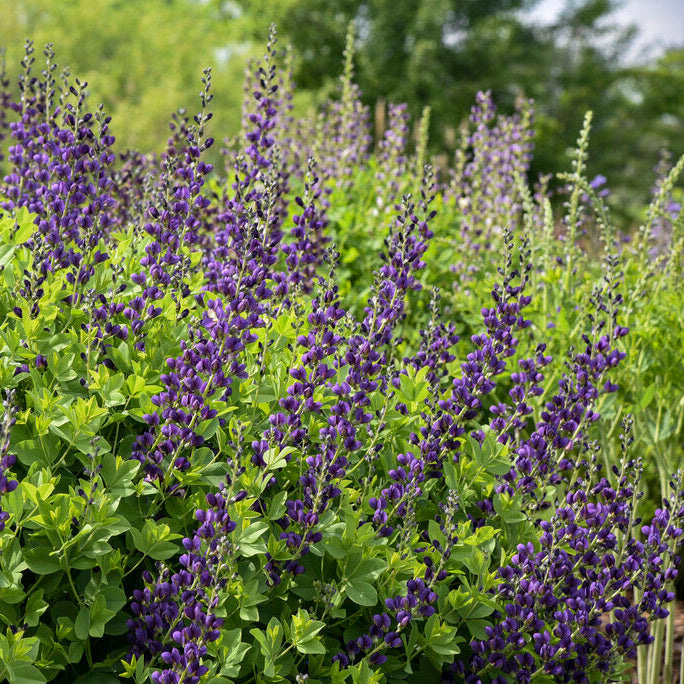 Decadence® Sparkling Sapphires Baptisia