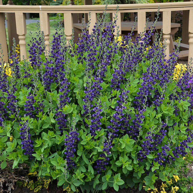 Decadence® Sparkling Sapphires Baptisia