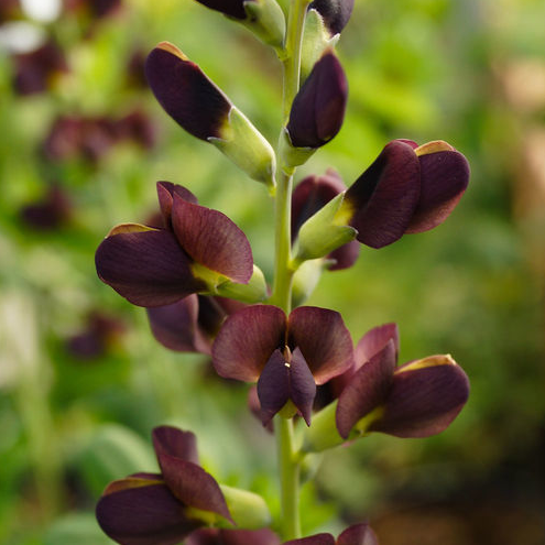 Decadence® Dark Chocolate Baptisia