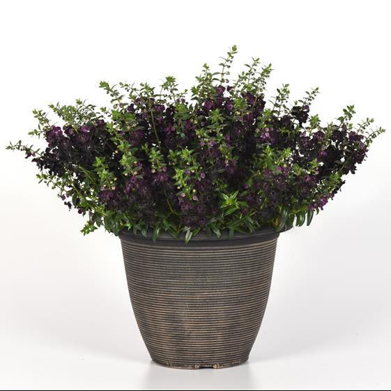 Black AngelFlare™ Angelonia
