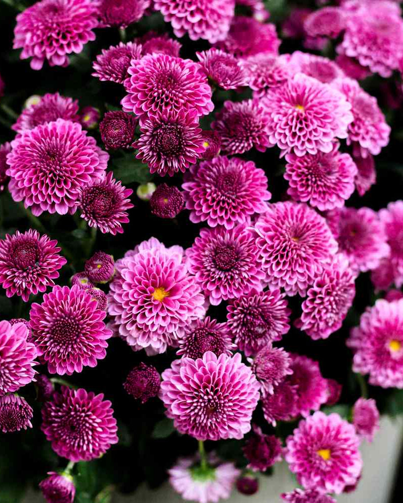 Spooky Mums