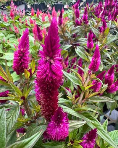 Intenz Dark Purple Celosia Porch Pots