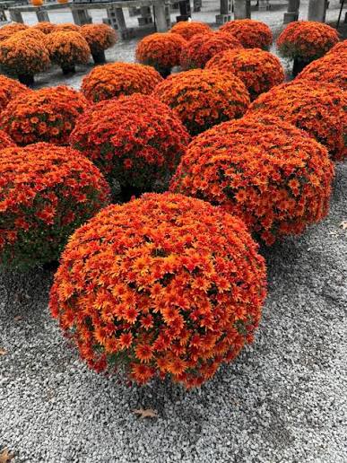 Monster Mums