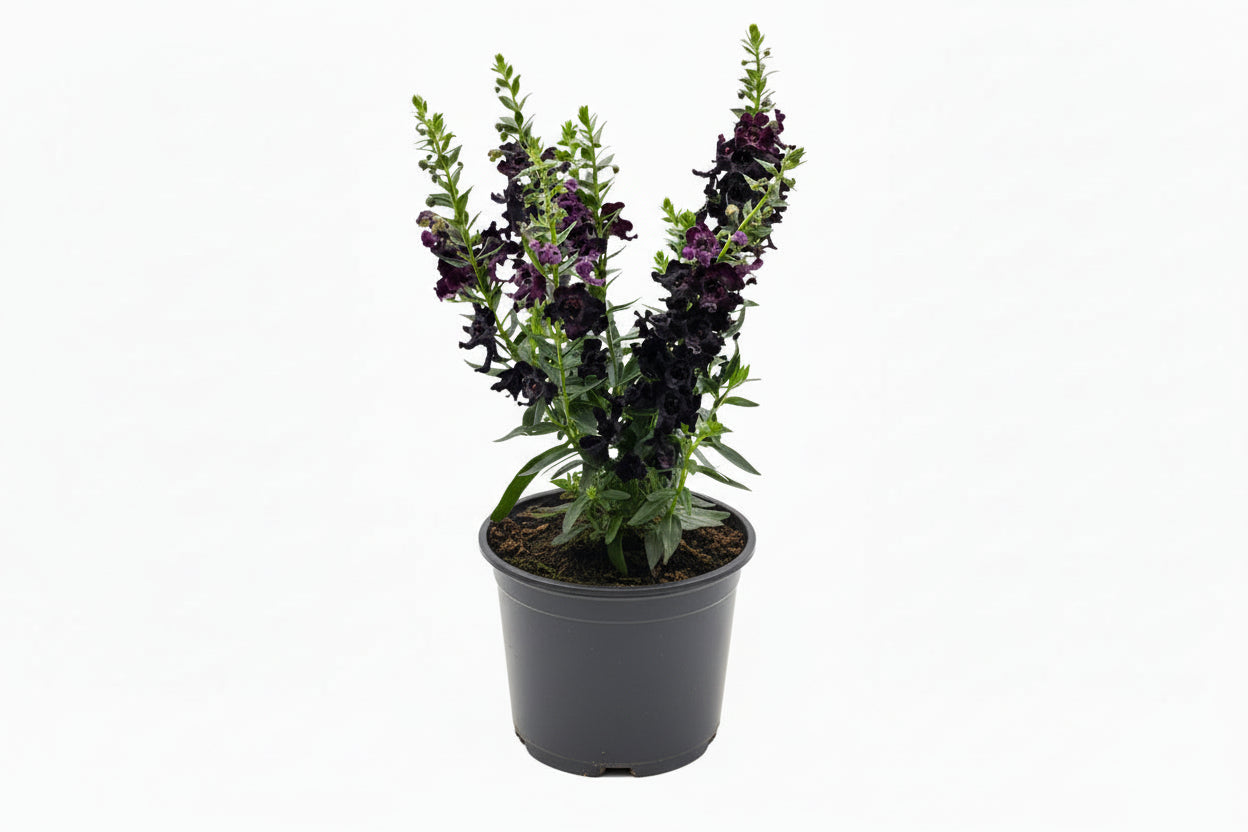 Black AngelFlare™ Angelonia
