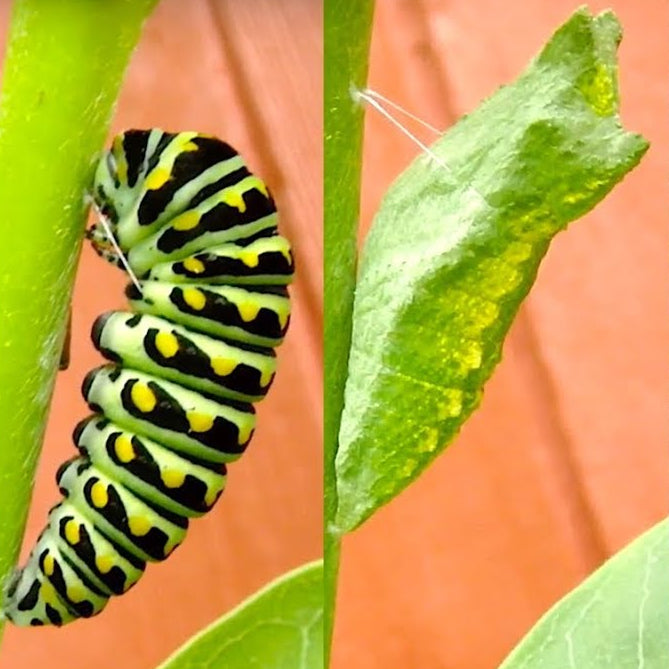 Big Bloom Pollinator Pot