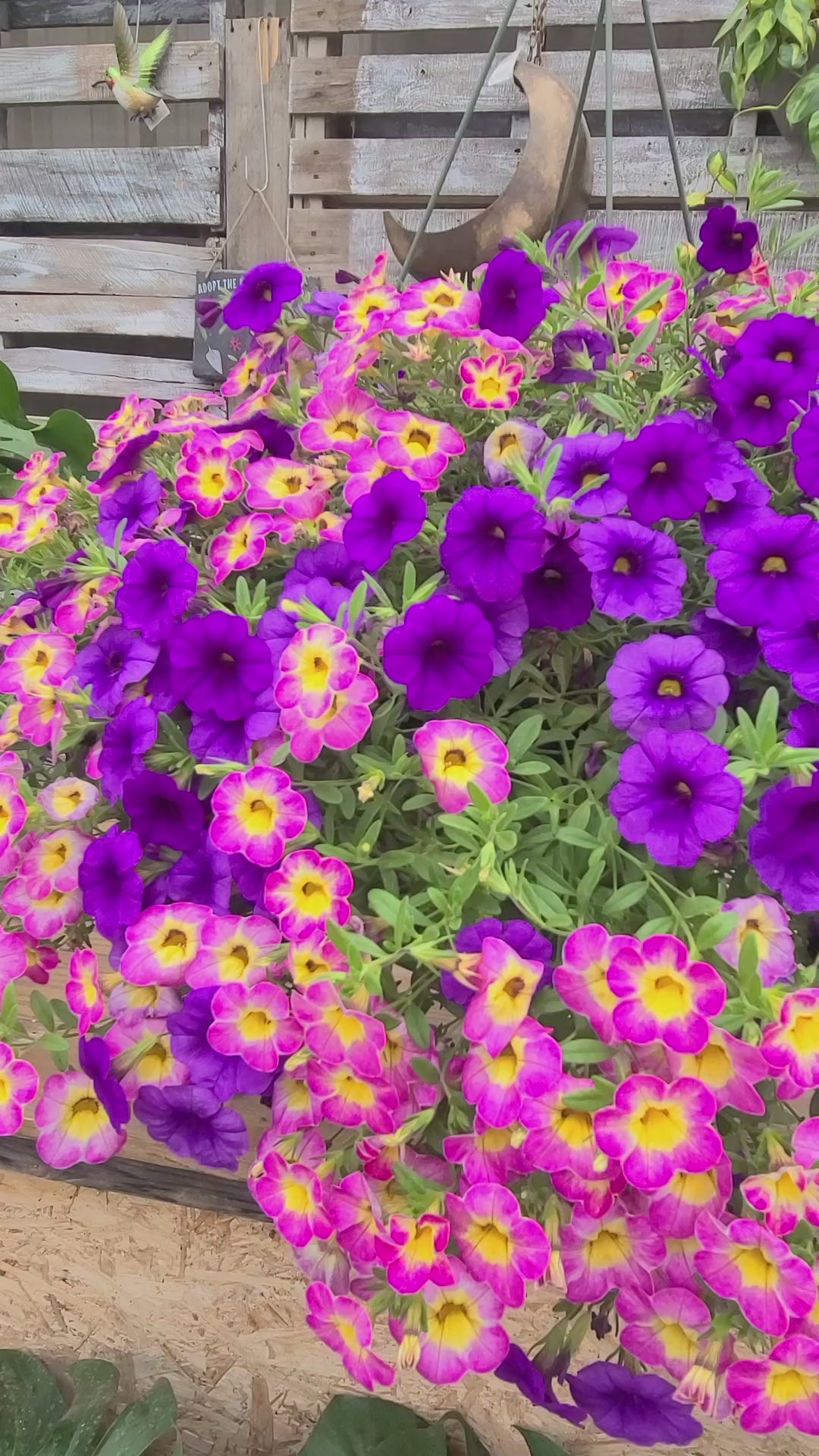 Purple Pop Mother's Day Hanging Basket