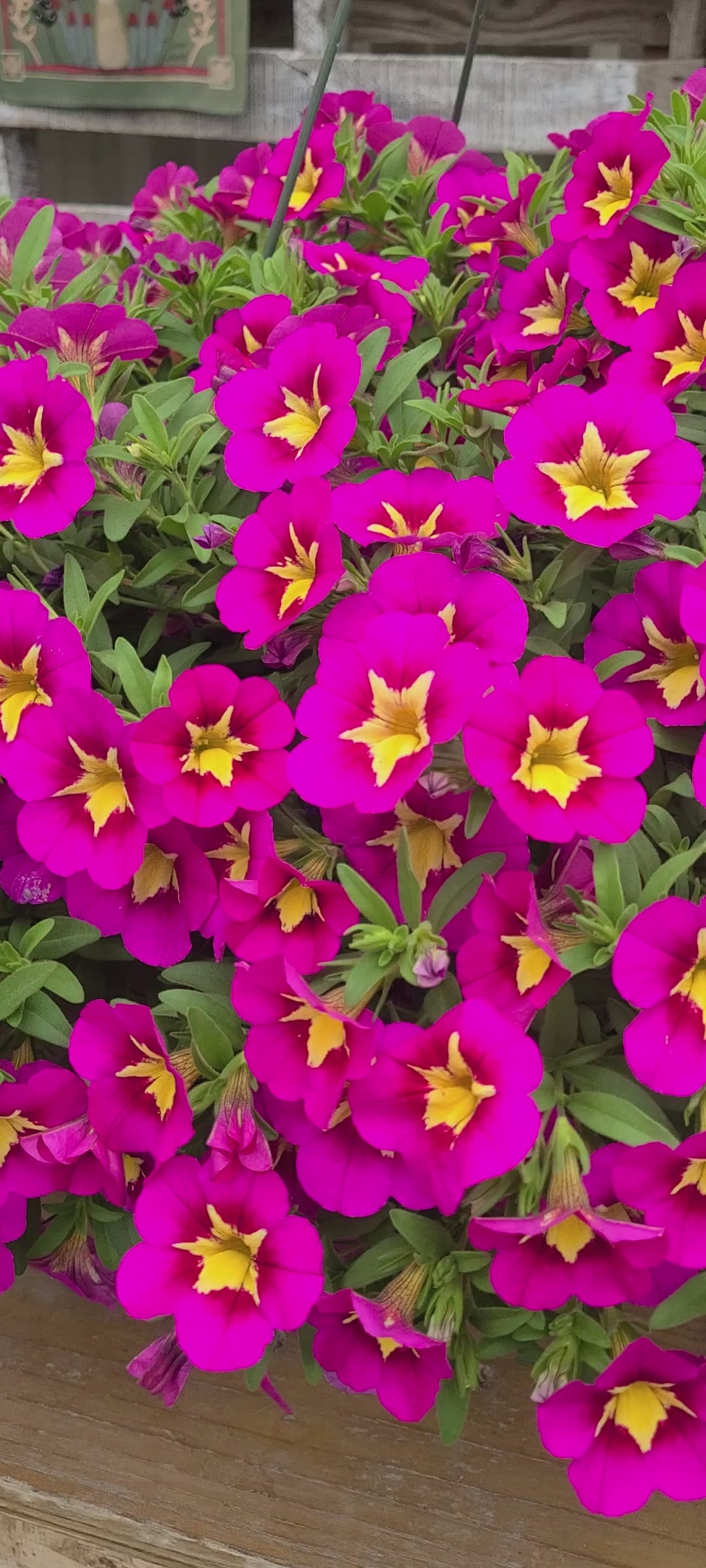 Pink Star Mother's Day Hanging Basket