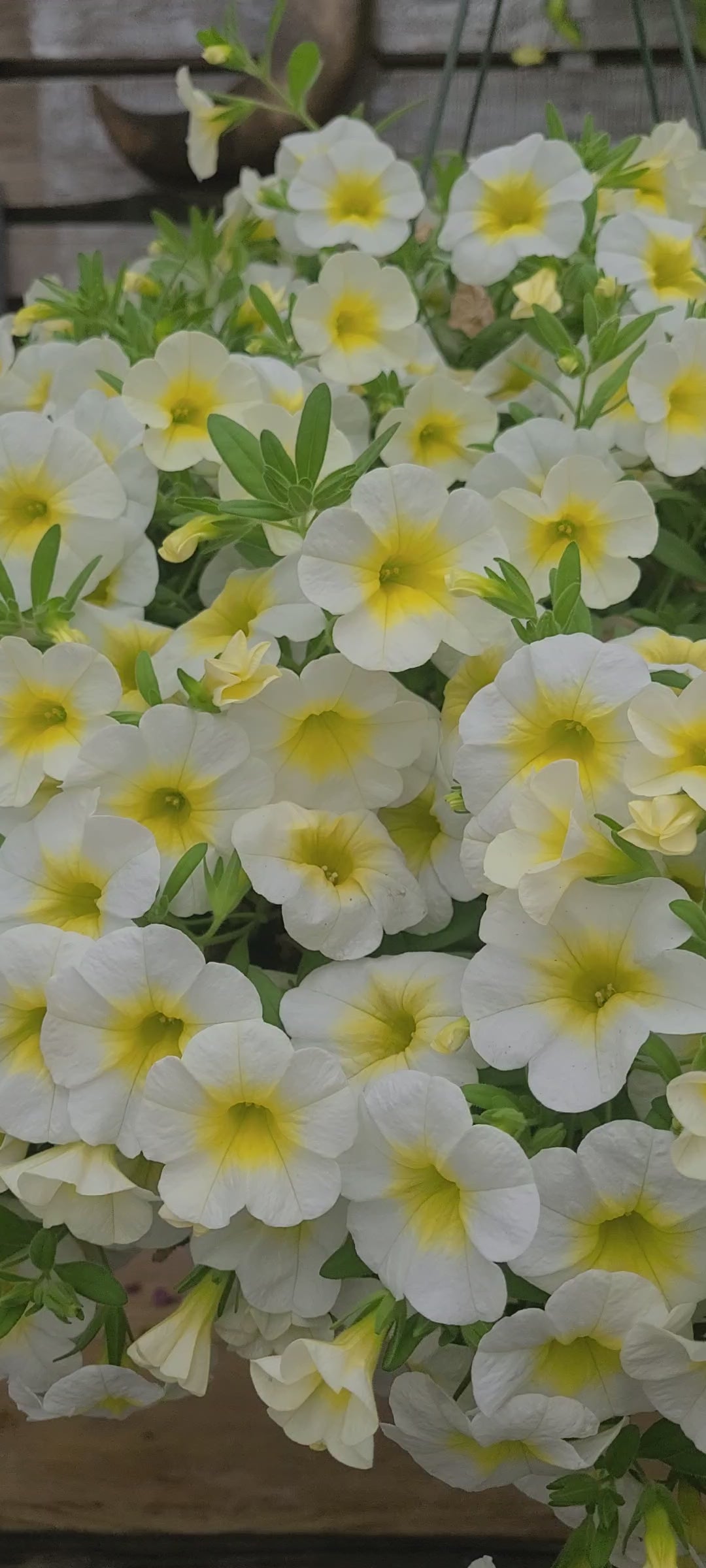 Shooting Star Mother's Day Hanging Basket