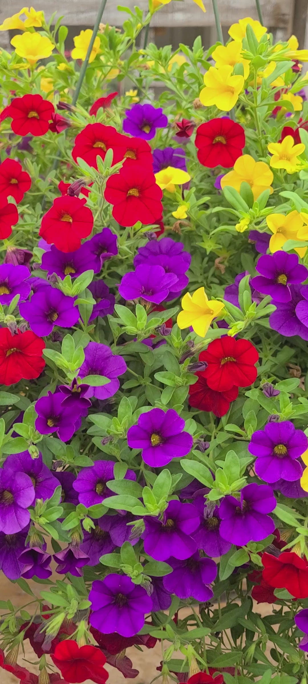 Tutti Frutti Mother's Day Hanging Basket