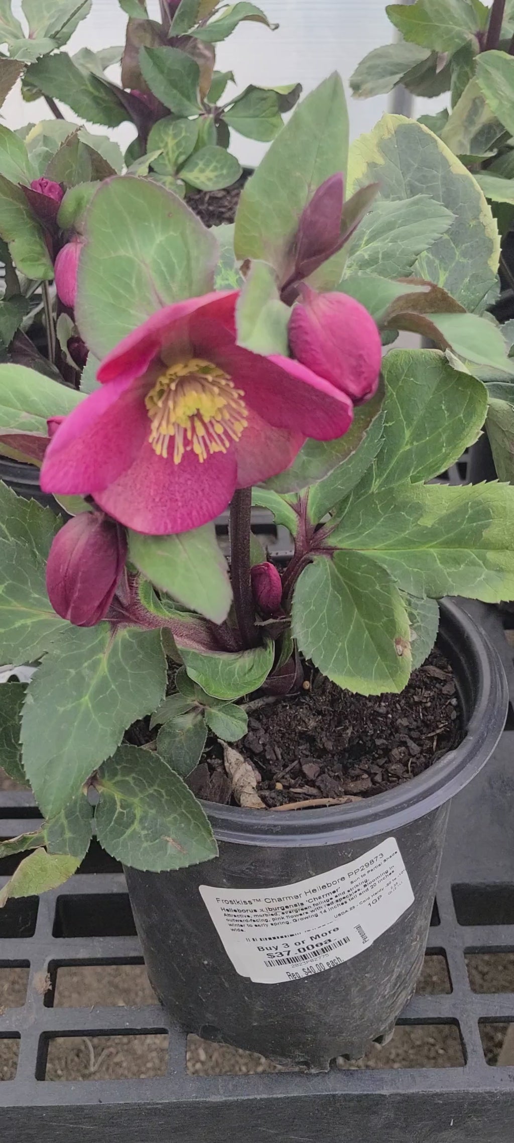 FrostKiss™ Charmer Hellebore